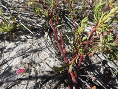 Hermannia heterophylla