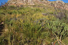 Notobubon ferulaceum