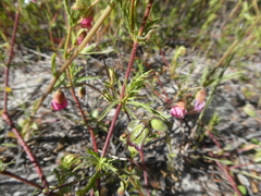 Hermannia heterophylla