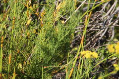 Notobubon ferulaceum