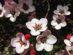 Adenandra uniflora