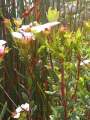 Adenandra uniflora