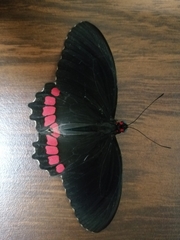 Parides erithalion polyzelus
