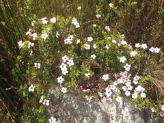 Adenandra uniflora