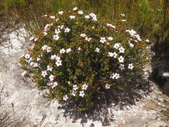 Adenandra uniflora