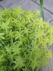 Sedum japonicum