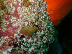 Nucella dubia