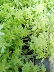 Sedum japonicum