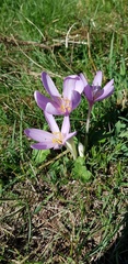 Colchicum autumnale