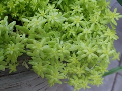Sedum japonicum