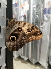 Caligo brasiliensis