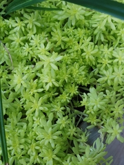 Sedum japonicum