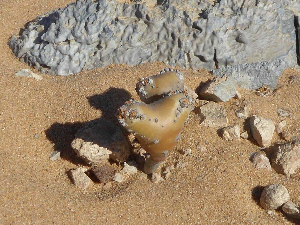 Monsonia multifida