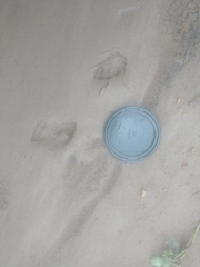 Sylvilagus cunicularius