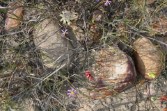 Indigofera psoraloides