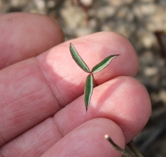 Indigofera psoraloides