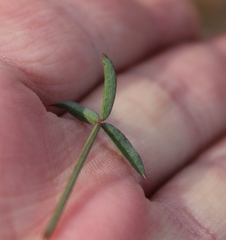 Indigofera psoraloides