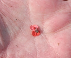 Indigofera psoraloides