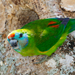 Double-eyed Fig-Parrot - Photo (c) Kazredracer, some rights reserved (CC BY-NC-ND)