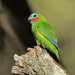 Double-eyed Fig-Parrot - Photo (c) Brian McCauley, some rights reserved (CC BY-NC-ND)