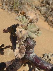 Pelargonium crassicaule