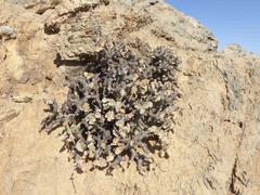 Pelargonium crassicaule