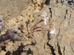 Pelargonium crassicaule