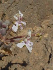 Pelargonium crassicaule