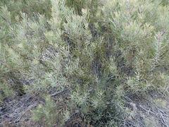 Leucadendron galpinii