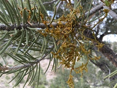 Arceuthobium divaricatum