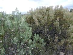 Leucadendron galpinii