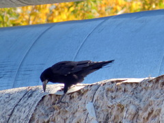 Corvus frugilegus