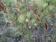 Leucadendron galpinii