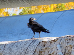 Corvus frugilegus