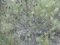 Leucadendron galpinii