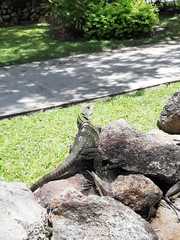 Ctenosaura similis