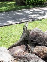 Ctenosaura similis