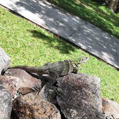 Ctenosaura similis