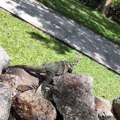 Ctenosaura similis
