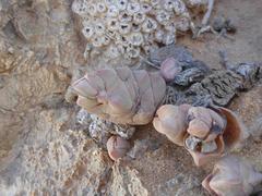 Crassula plegmatoides