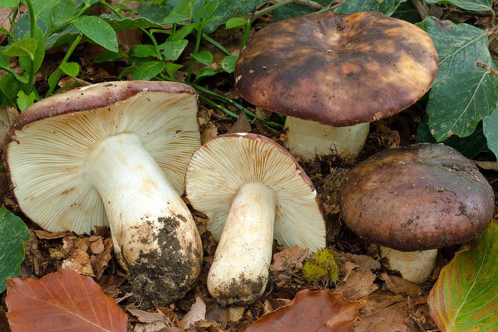Russula viscida