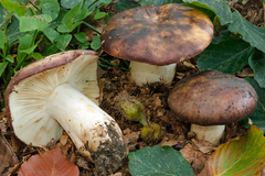 Russula viscida