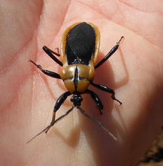 Ectrichodia crux
