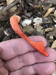Phallus rugulosus