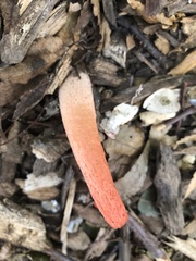 Phallus rugulosus
