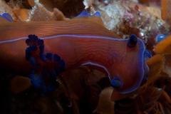Tambja capensis