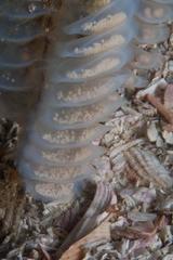 Zemiropsis papillaris