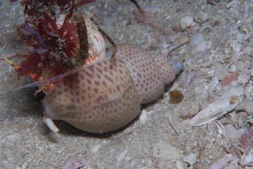 Zemiropsis