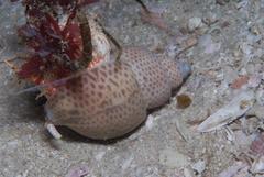 Zemiropsis papillaris