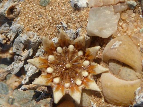 Cheiridopsis verrucosa
